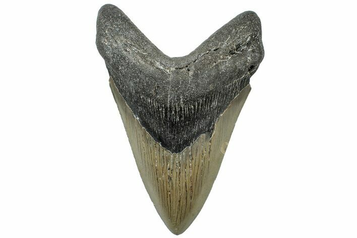 Serrated, Fossil Megalodon Tooth - North Carolina #311112